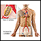 Coronary artery stent