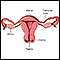 Normal uterine anatomy (cut section)