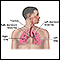 Respiratory system